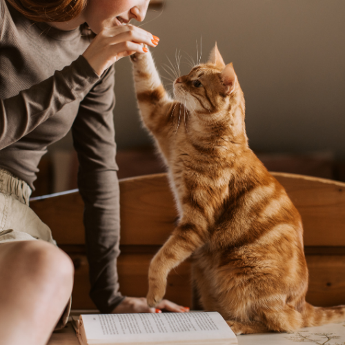 Chat