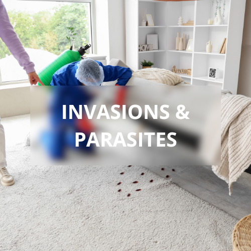invasion dans un logement (1)